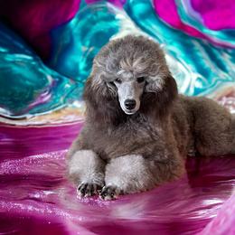Francesca - Poodle