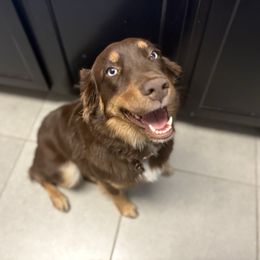 Lady - Australian Shepherd