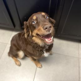 Lady - Australian Shepherd