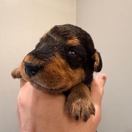 Baby Girl Green - Black and tan female Airedale Terrier puppy in Mooresville, North Carolina from Farm 55