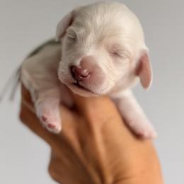 Boy1 - Cream male Dachshund puppy in Martinsville, Virginia from Ana’s Beautiful Doxies