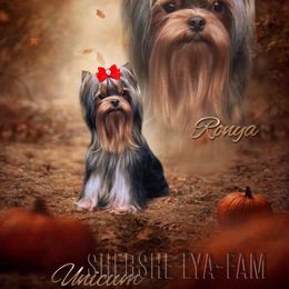 Ronya - Yorkshire Terrier