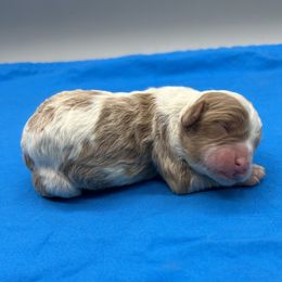 Sparky - Blenheim male Cavapoo puppy in Burke, New York from Patti’s Puppies