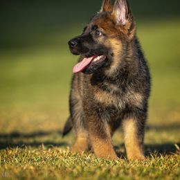 German Shepherd Puppies from Sommerfeld German Shepherds