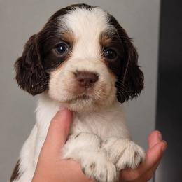 Gus Gus - Tri-Roan male English Springer Spaniel puppy in Fort White, Florida from Thunderbird Springers
