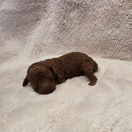 Izzy - Red  male Poodle puppy in Rainbow City, Alabama from Spinks Poodles
