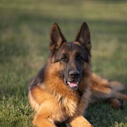 Nitro - German Shepherd