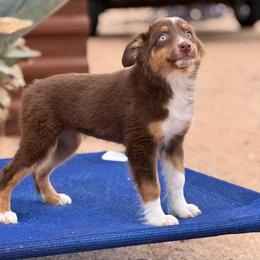Repunzel - female Australian Shepherd puppy in Tucson, Arizona from Soqui Ortiz Cattle Ranch