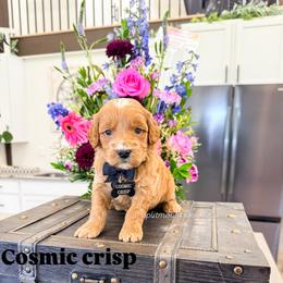 Cosmic Crisp - Red  male Goldendoodle puppy in West Haven, Utah from Split Mountain Doodles
