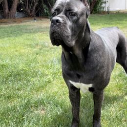 Cane Corso Puppies from Far From Average Kennels