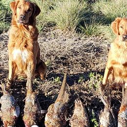 Golden Retrievers from Granite Rock Retrievers