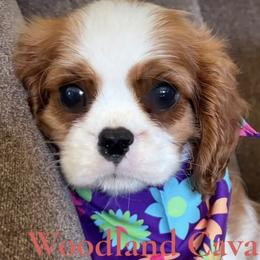 Daphine - Blenheim female Cavalier King Charles Spaniel puppy in Newbury Park, California from Woodland Cavaliers