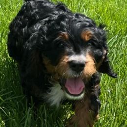 Cavapoos from Cavapoos To Love