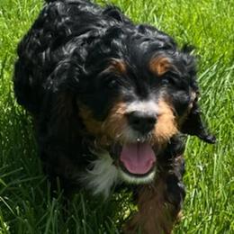 Cavapoos from Cavapoos To Love