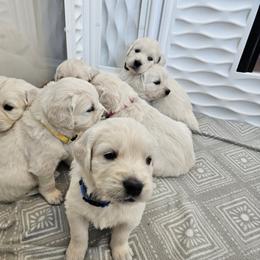 Golden Retriever Puppies from Sweetwater Goldens