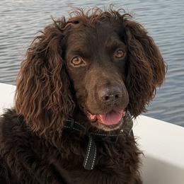 Boykin Spaniels from Briar Patch Kennels at Lucy Creek