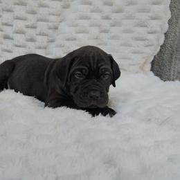 Green collar - Black brindle male Cane Corso puppy in Fritch, Texas from Carrie Brown's Cane Corsos