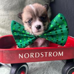 Neil Armstrong - Sable and white male American Corgi puppy in Cocoa, Florida from Cascadian Space Coast Corgis LLC