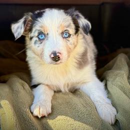Elsie Ott - Blue merle female Border Collie puppy in North Lakeport, California from Wild Rose Ranch