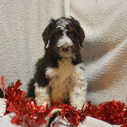 Aussiedoodle and Shichon Puppies from PTK Ranch