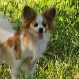 Biewer Terriers and Papillons from Southern Belle's Biewer Terriors & Papillons