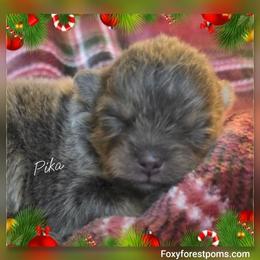Pica - Blue and tan female Pomeranian puppy in Eatonville, Washington from Foxy Forest Poms