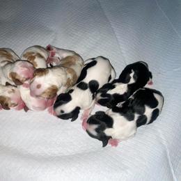 America - Tri-color female Cavalier King Charles Spaniel puppy in Corona, California from Kelton Cavaliers