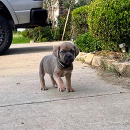 Girl 2 - Black female Cane Corso puppy in Forney, Texas from Dallas Lonestar Bullies