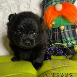 HOLD AKC SNAP - Black male Pomeranian puppy in Watkins Glen, New York from Wicked Spirits Pomeranians