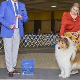 Grace - Collie