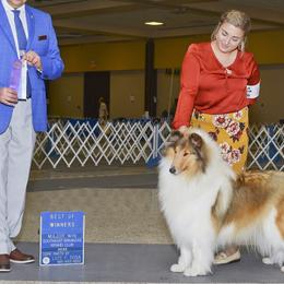 Grace - Collie