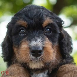 Bernedoodles and Labradoodles from Doodles Making a Difference