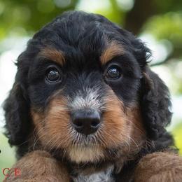 Bernedoodles and Labradoodles from Doodles Making a Difference