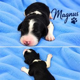 Magnus - Parti male Poodle puppy in Cleburne, Texas from Lone Star Standard Poodles LLC