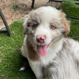 Tortellini - Red merle male Miniature Australian Shepherd puppy in Fort Collins, Colorado from Basil’s Sweet Creatures