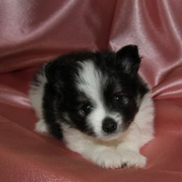 Pomeranian Puppies from Textilepoms