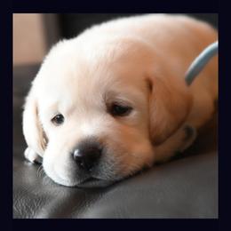 Labrador Retriever Puppies from ROCK CREEK LABRADORS