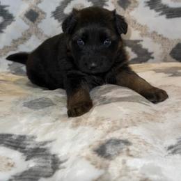 Double - Bi-color male German Shepherd puppy in New Cambria, Missouri from Des Hausraben Shepherds