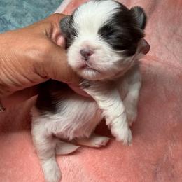 Delilah - Blue and white female Shih Tzu puppy in Victorville, California from RUMBLE n TUMBLE