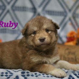 Ruby - Red and white female Alaskan Malamute puppy in Kingston, Tennessee from North Shore Alaskan Malamutes
