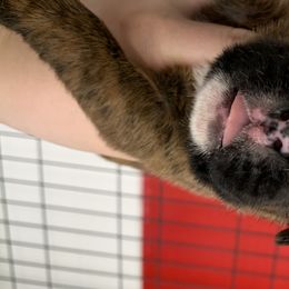 Boy 2 - Boxer puppy in Henderson, Tennessee from Vom Broadvalley