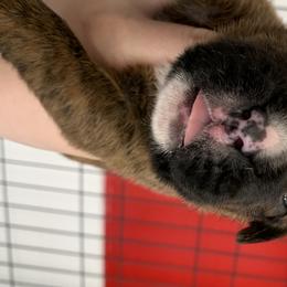 Boy 2 - Boxer puppy in Henderson, Tennessee from Vom Broadvalley