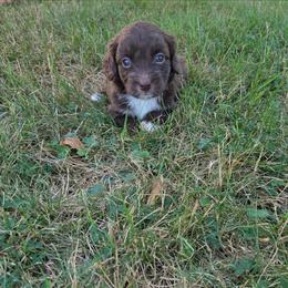 Millennium Falcon - Brown and white female Aussiedoodle puppy in Cumberland, Rhode Island from W Doodle Crew