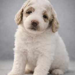 Celeste - Mini Goldendoodle Female - Cream female Goldendoodle puppy in Lancaster, California from Kid's Best Doodle