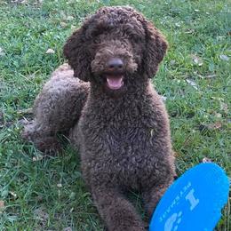 Poodles from Skylark Legacy Farm Poodles & Doodles
