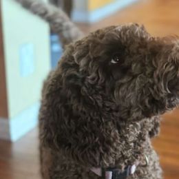 Sweet Tater - Labradoodle