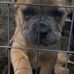 Light Blue Collar - Gray and fawn male Cane Corso puppy in Kingsport, Tennessee from Gray Cane Corsos