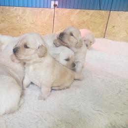 Yellow - Light golden female Golden Retriever puppy in Verona, Wisconsin from Sugar River Goldens