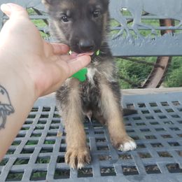 Zeus.   Green - Black and tan German Shepherd puppy in Mccool Junction, Nebraska from Sininger Lagoon
