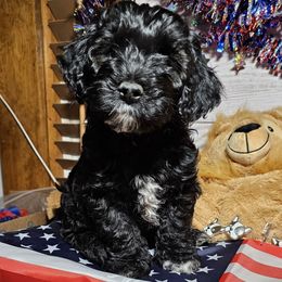 Patriot - Black and white male Cockapoo puppy in Holden, Missouri from Rouffman Doodles